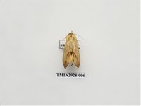 藏品(夜蛾252)的圖片